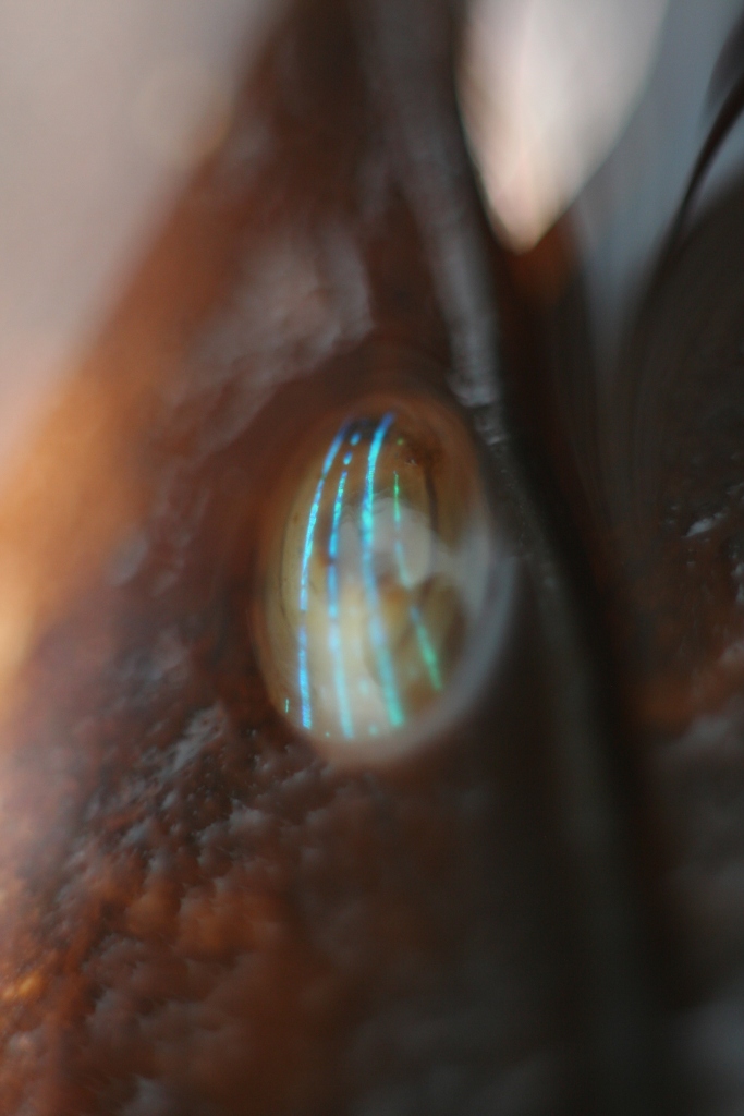 Blue-Rayed limpet - showing irridesence more clearly.